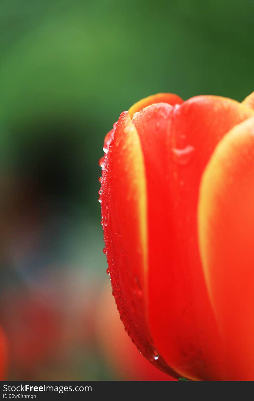 Red tulips field in spring