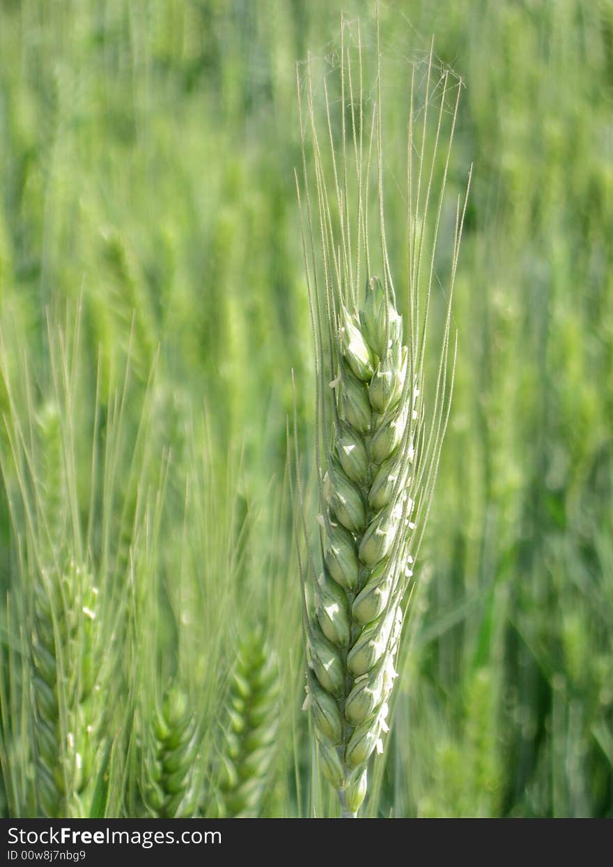 Closeup shot of a wheat ear