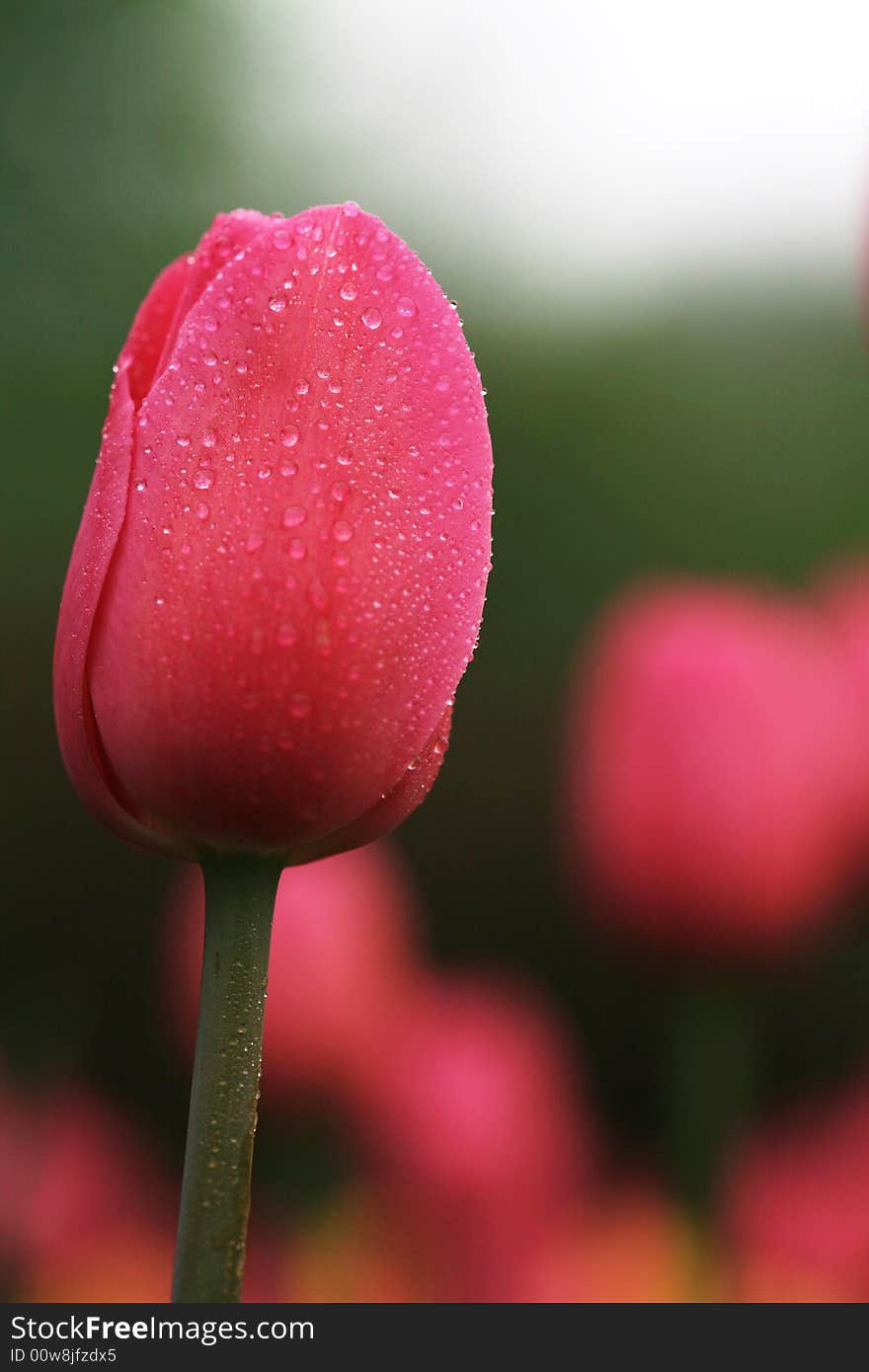 Red Tulips Field