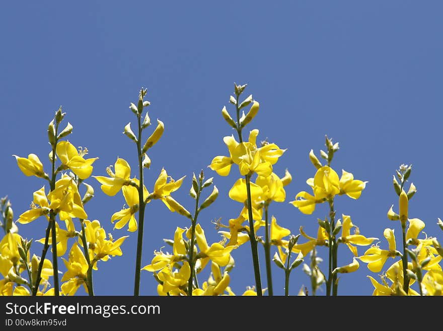 A flower with a simple blue background. A flower with a simple blue background