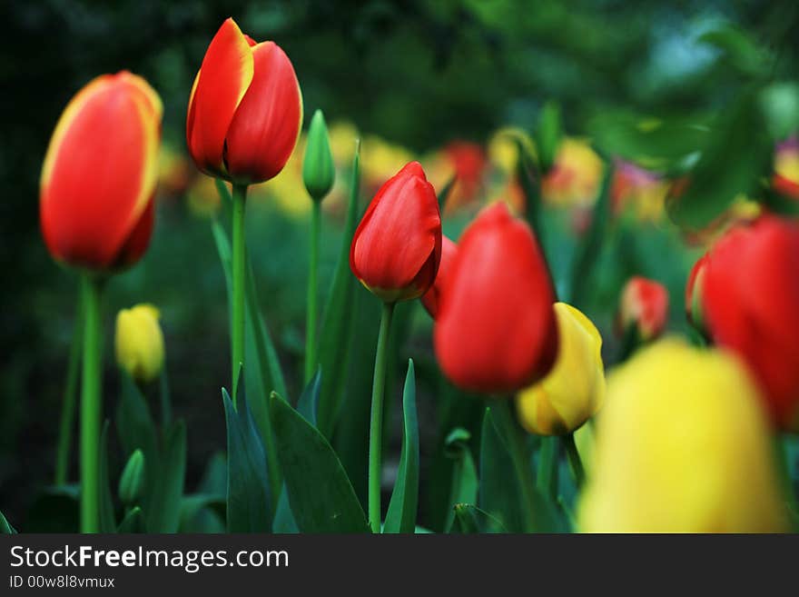 Red tulips field in spring