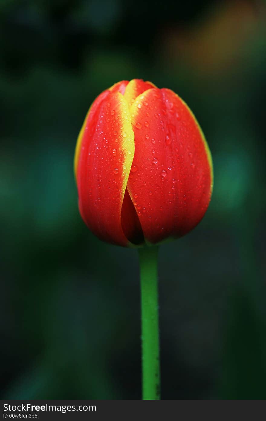 Red tulips field in spring