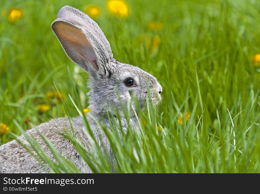 Grey brown rabbit eating clovers. Grey brown rabbit eating clovers