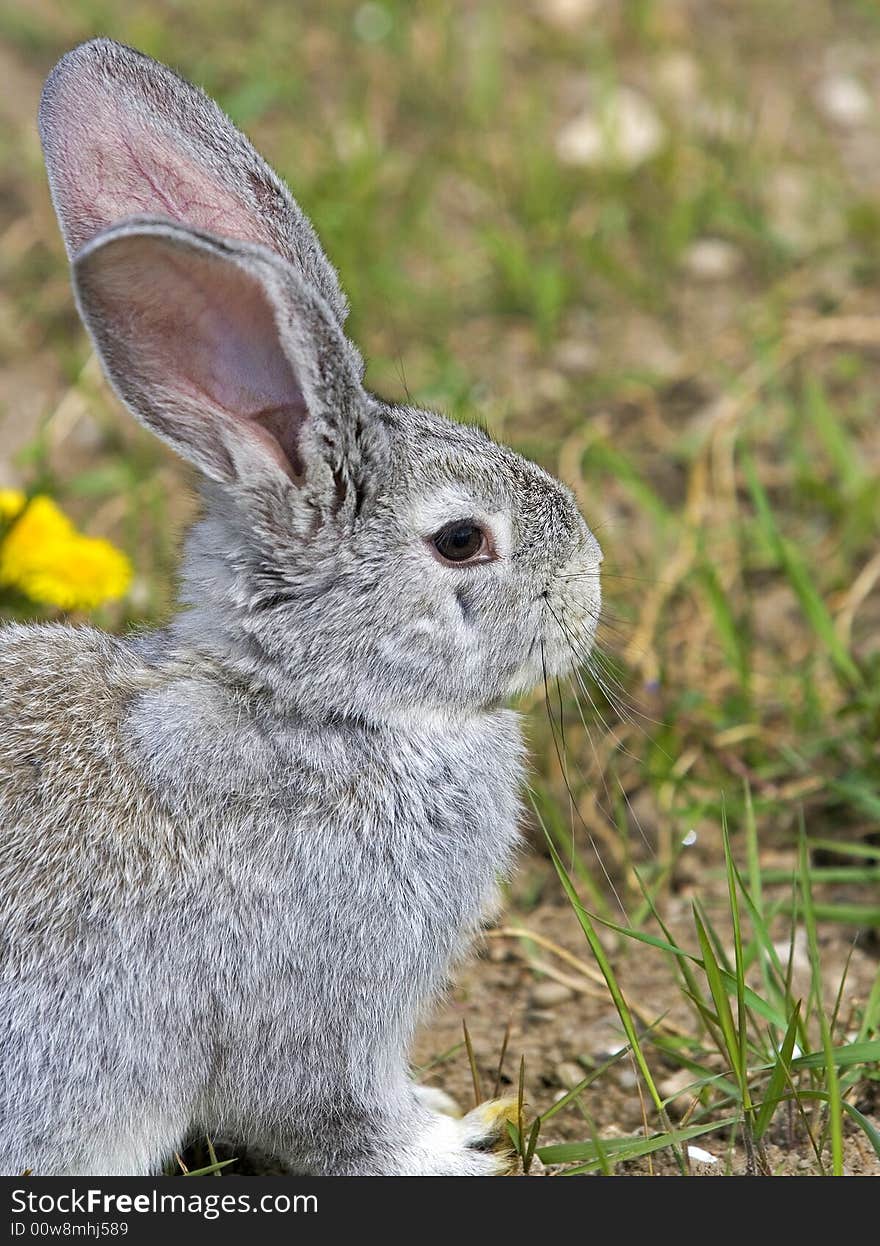 Grey brown rabbit eating clovers. Grey brown rabbit eating clovers