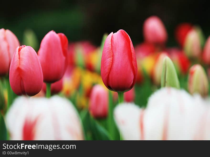 Red Tulips field