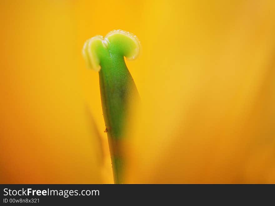 Close up yellow a tulip. Close up yellow a tulip