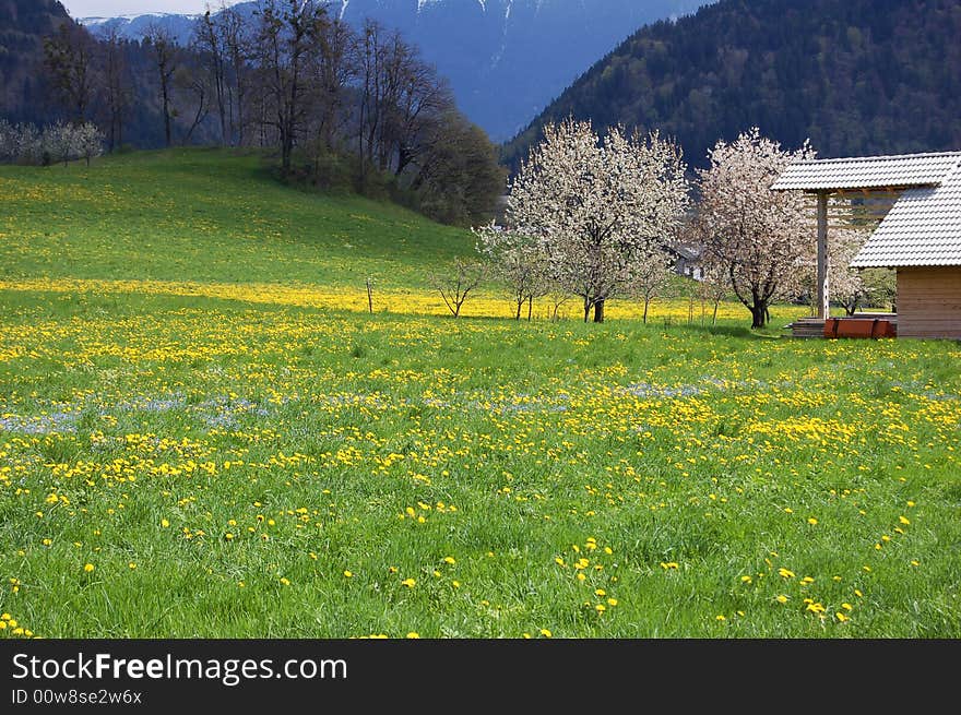 View on meadows with florishing trees. View on meadows with florishing trees