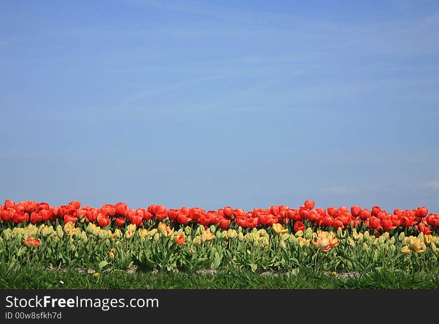 Tulips And Blue Sky