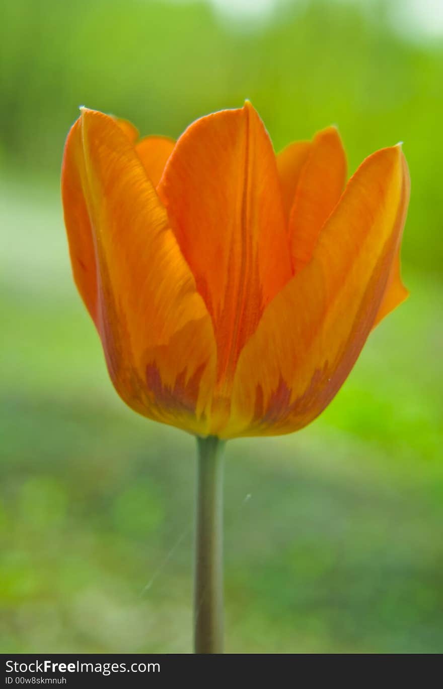 Tulip in a close-up