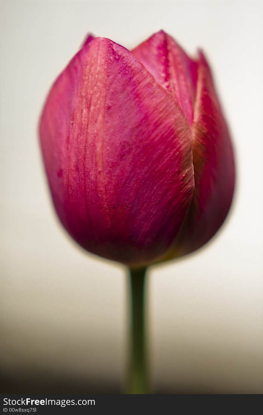 Tulip in a close-up