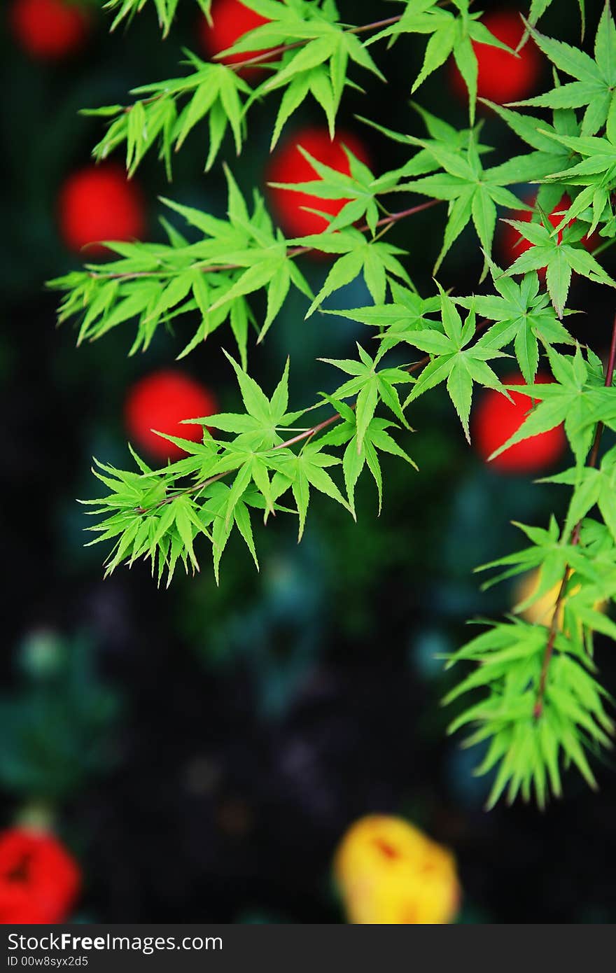 Green maple leave with tulip