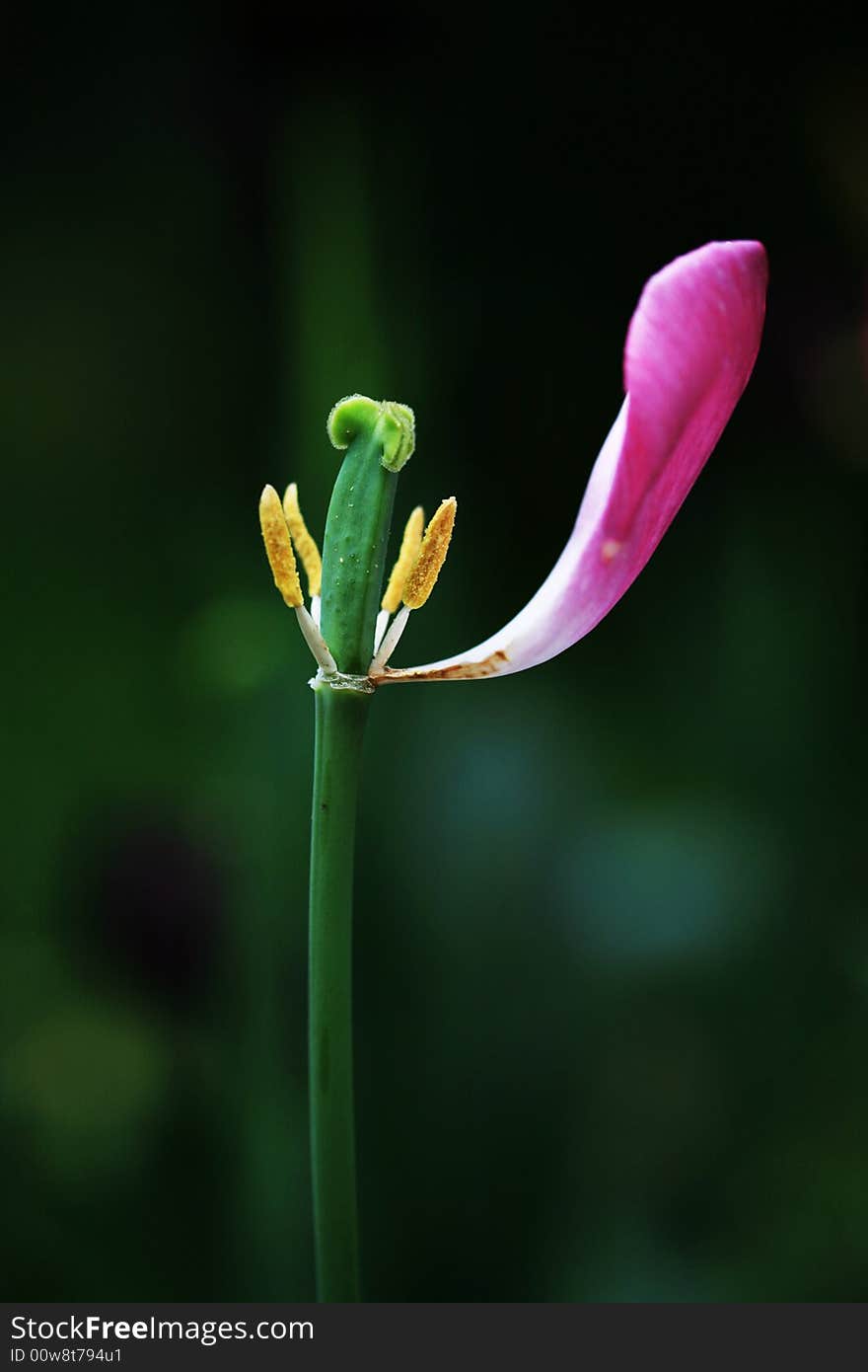 Close up a Red Tulip
