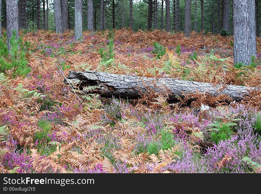 Log laying in the heather