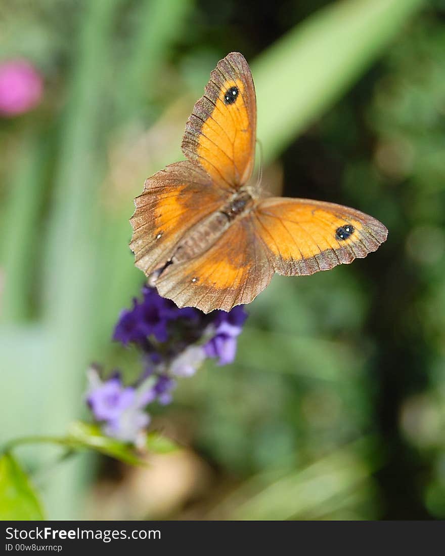 Butterfly On A Purple Flower