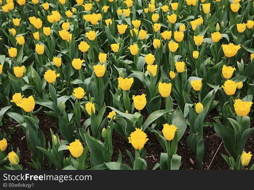 Yellow  tulips field in spring