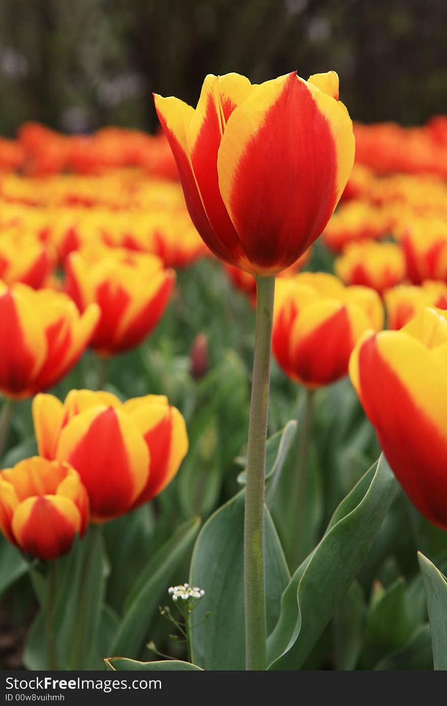 Red tulips field in spring