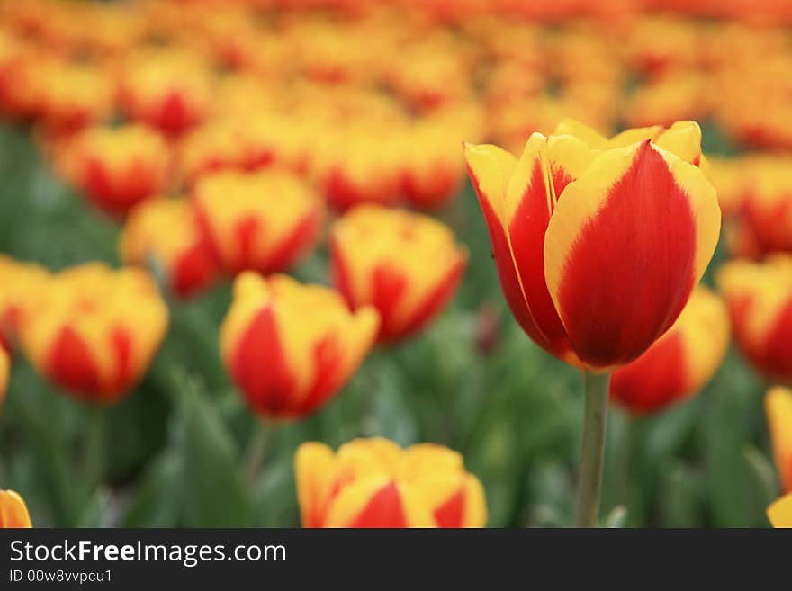 Red tulips field in spring