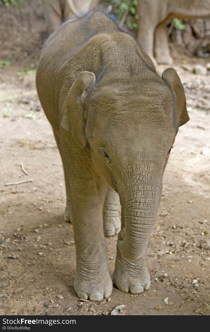 Baby elephant in an elephant camp in northern Thailand