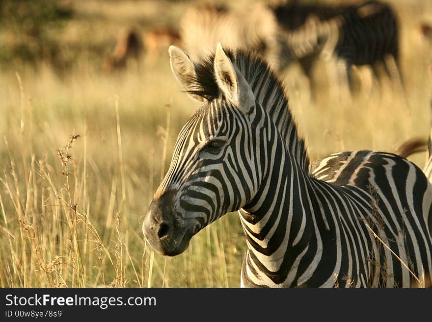 Burchells Zebra