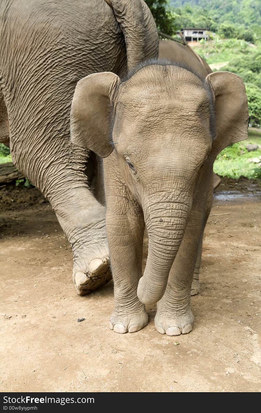 Baby elephant in an elephant camp in northern Thailand