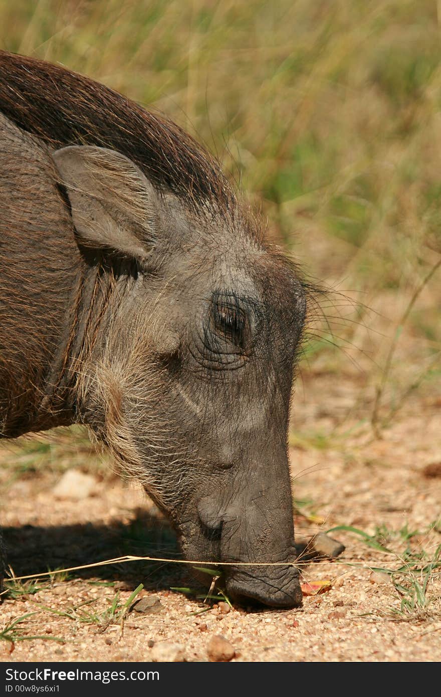 Young Warthog piglet Searching for food. Young Warthog piglet Searching for food