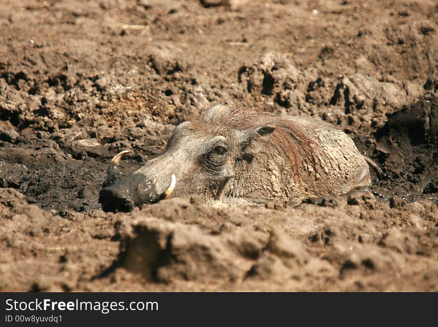 Male Warthog having a mub bath. Male Warthog having a mub bath.