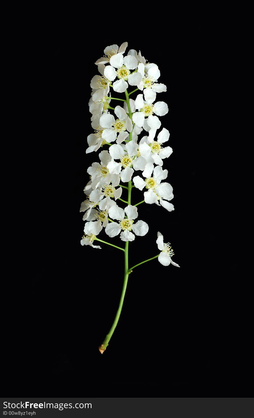 Bird cherry tree flowers isolated on black