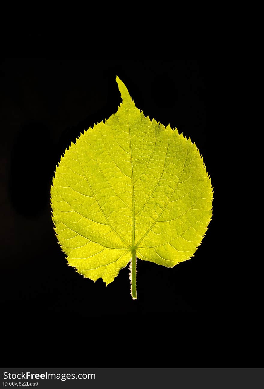 Macro green linden's leaf on black background. Macro green linden's leaf on black background