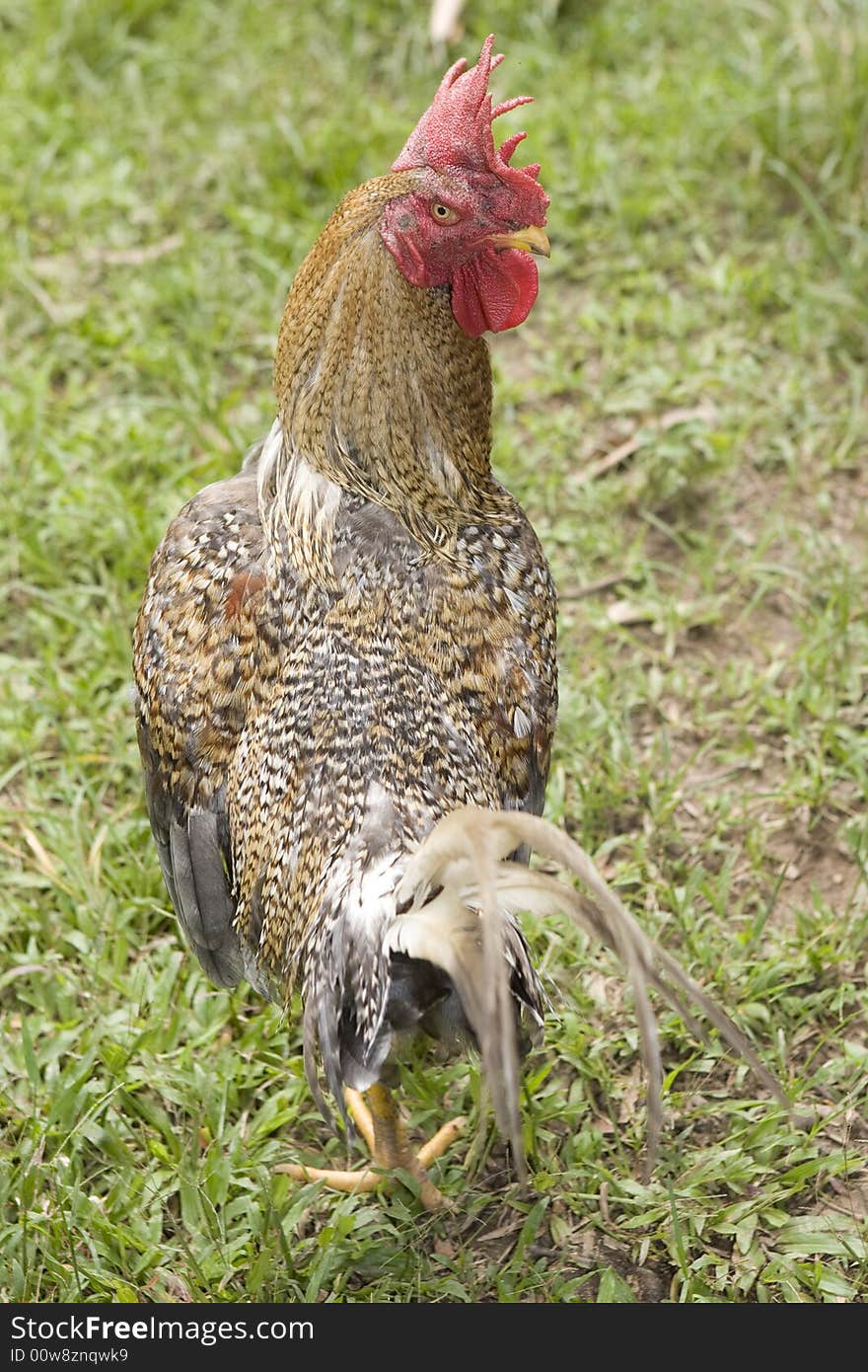 Wild chicken with magnificent comb