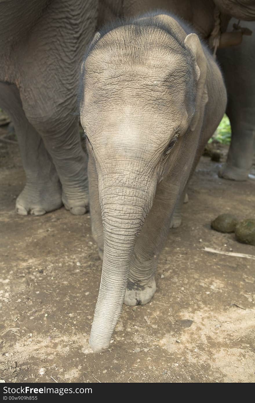 Baby elephant in an elephant camp in northern Thailand