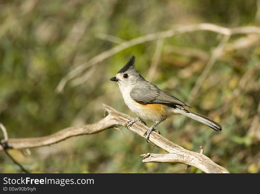 Black-crested Titmouse perched