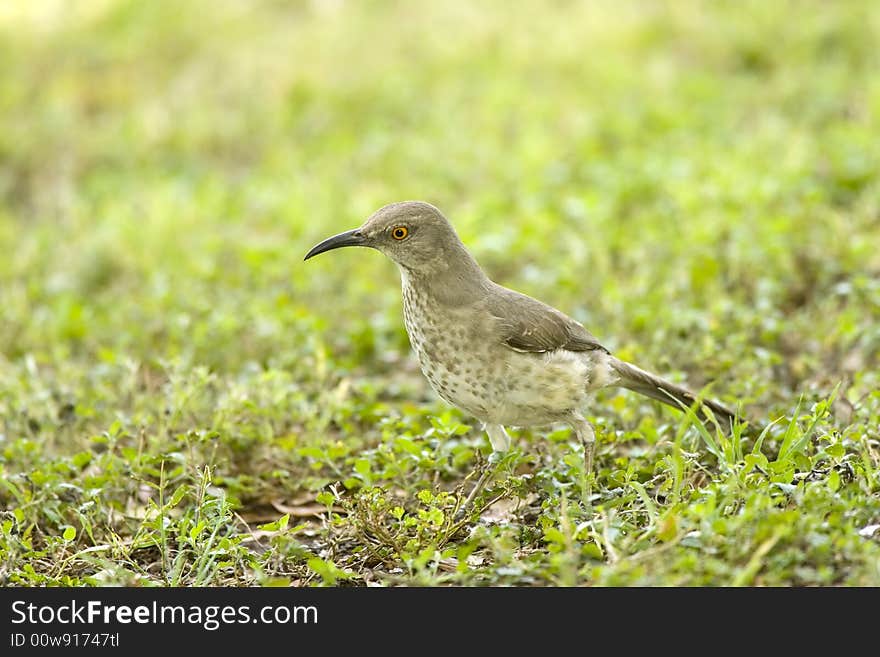 Curved-billed Thrasher hunting