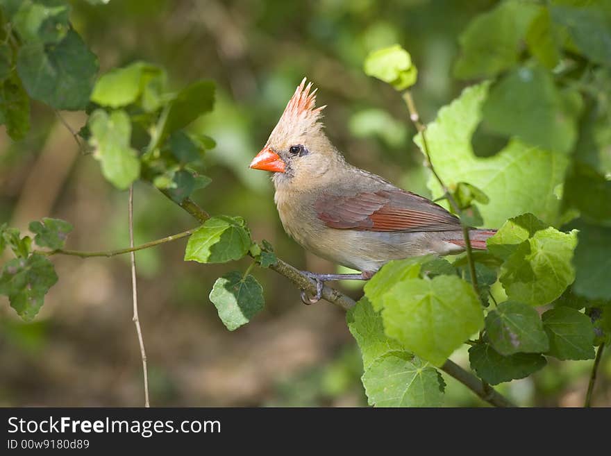 Female Northern Cardinal perched