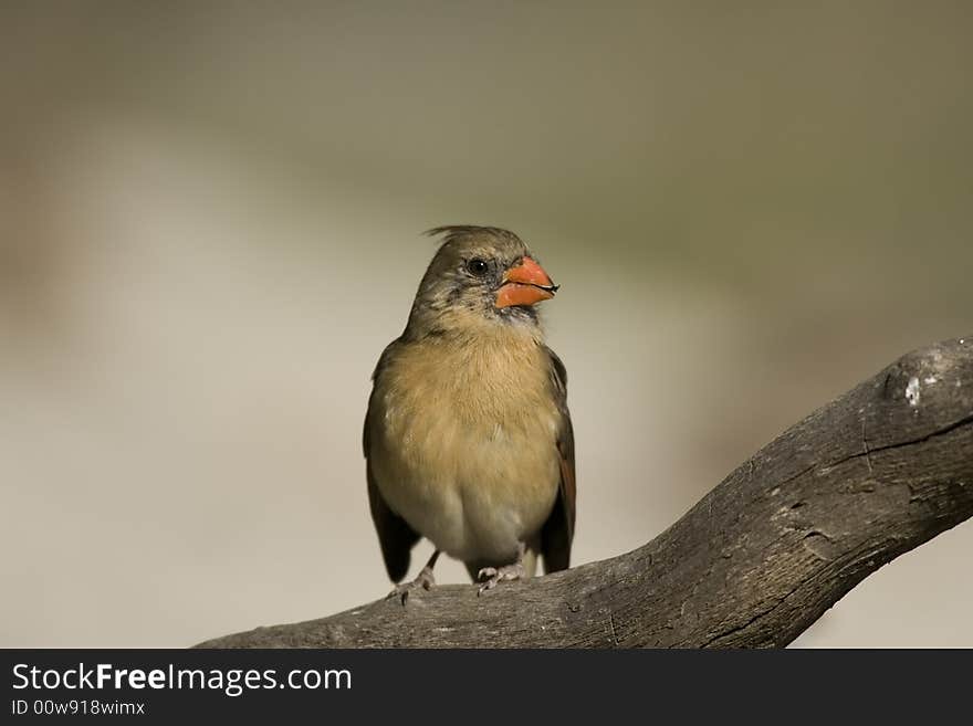 Female Northern Cardinal perched