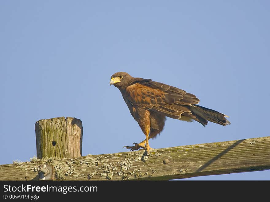 A Harris's Hawk perched high up on a telephone pole