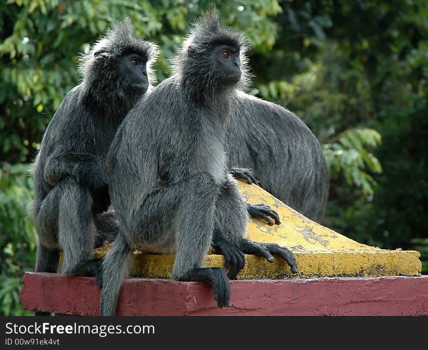 Silvered Leaf Monkeys