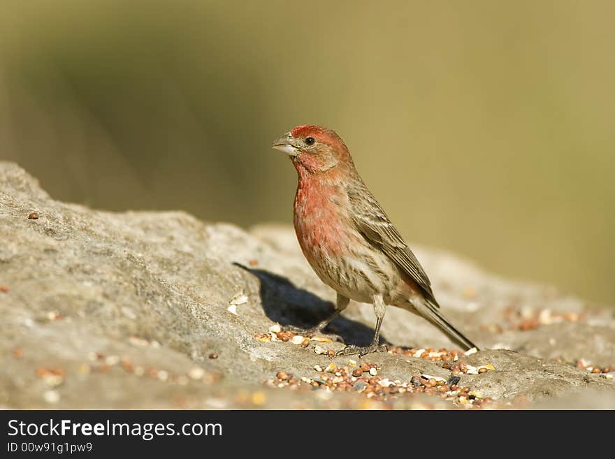 A House Finch feeding on seeds placed on a rock