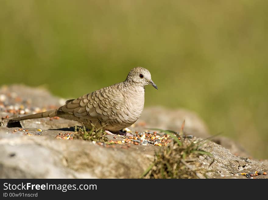 An Inca Dove feeding on seeds placed on a rock