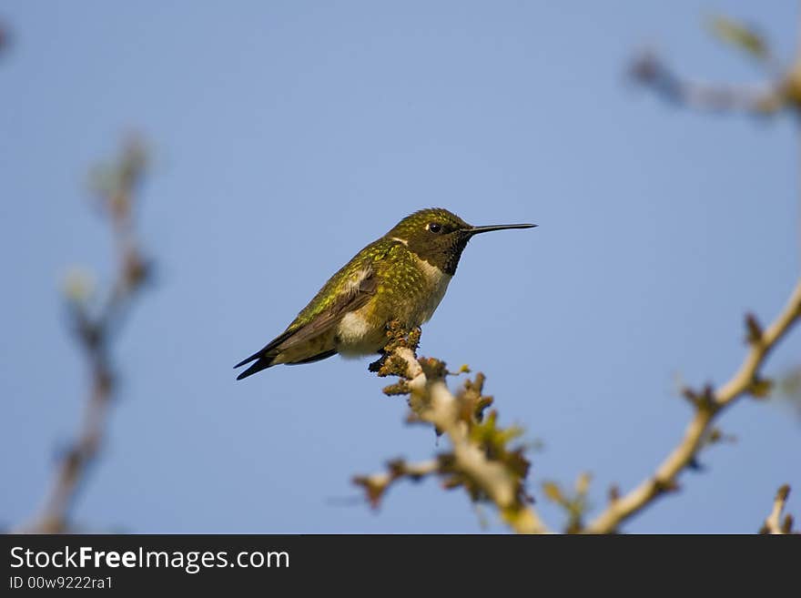 Ruby-throated Hummingbird