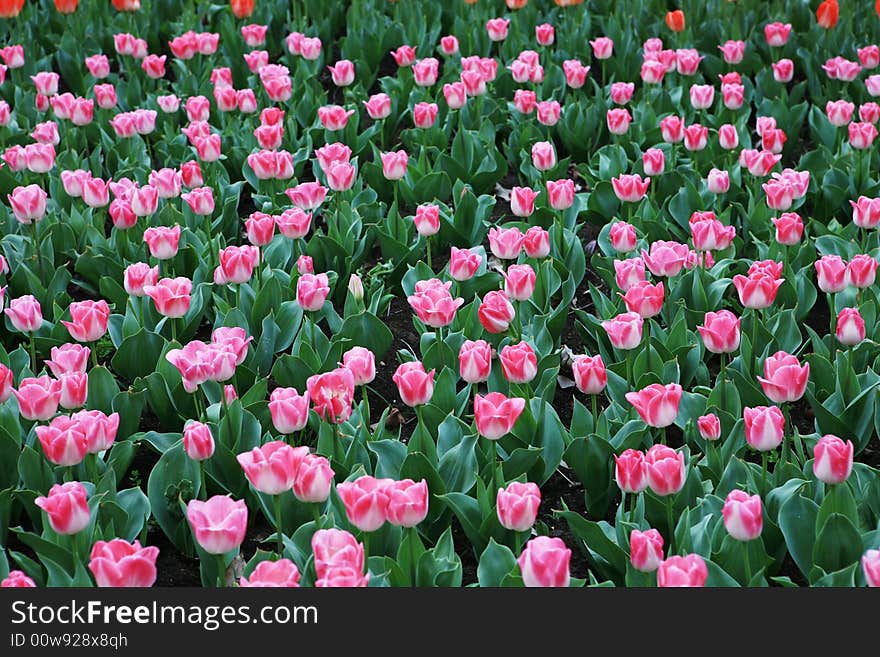 Red tulips field in spring