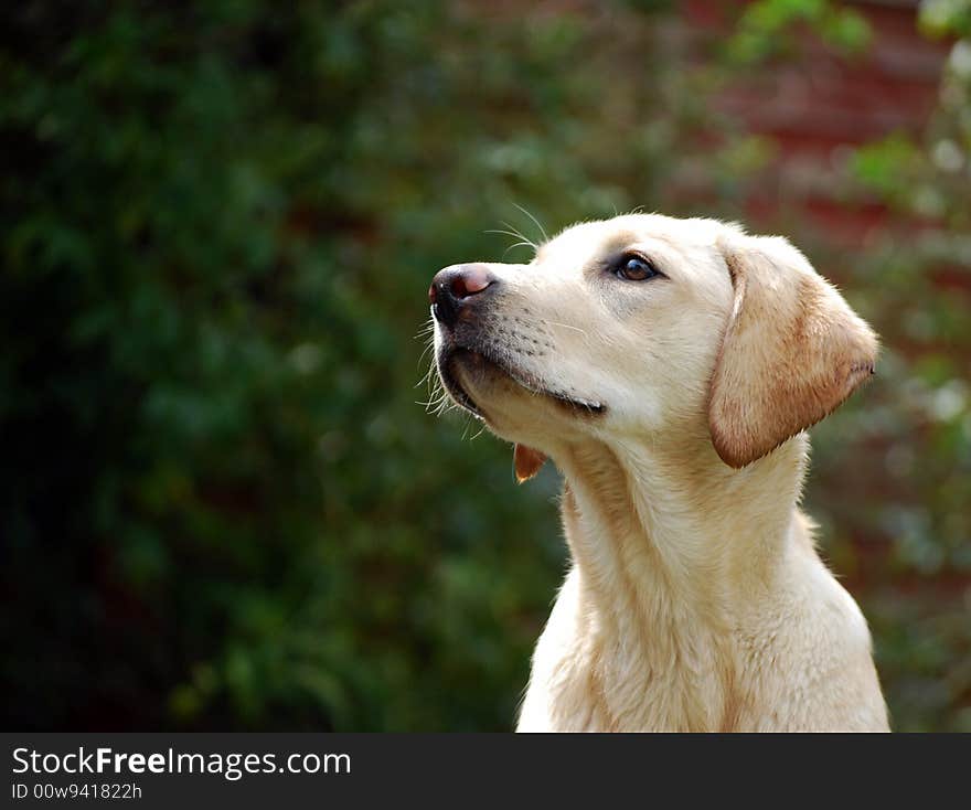 Shot of an inquisitive labrador puppy. Shot of an inquisitive labrador puppy