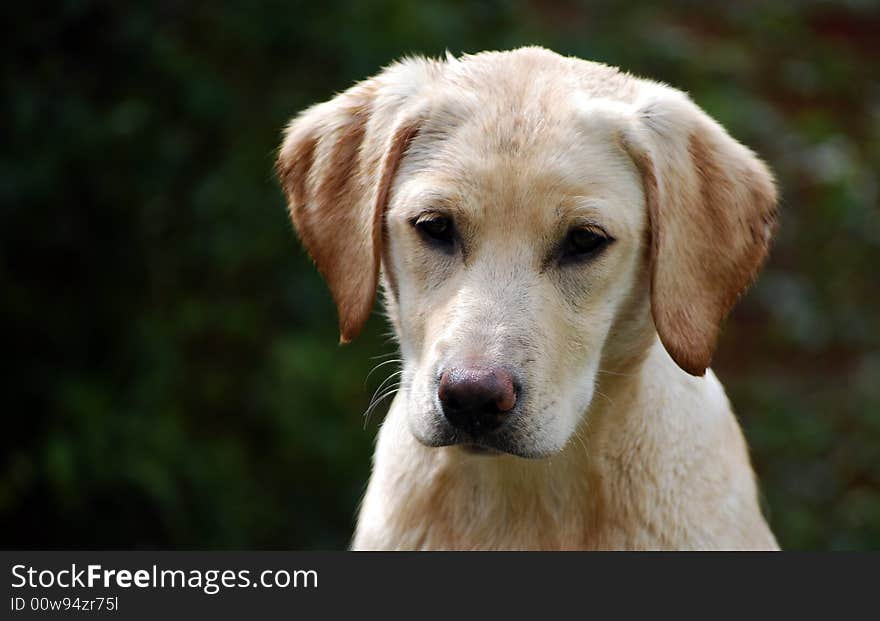 Shot of an inquisitive labrador puppy. Shot of an inquisitive labrador puppy