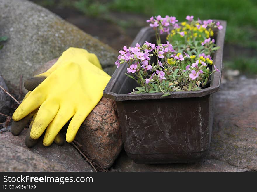 Flowers and equipment in garden