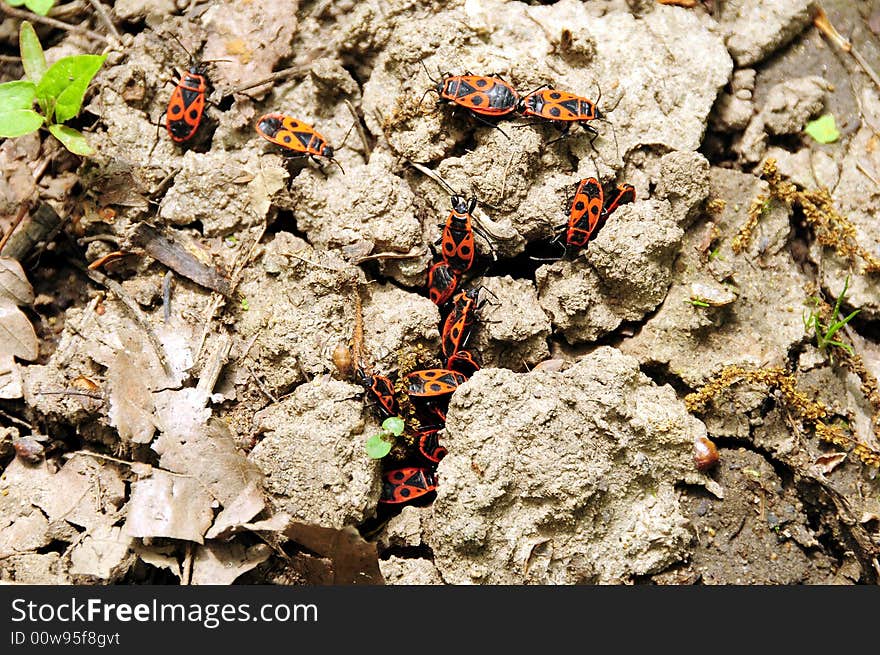 Small red bugs warms up together