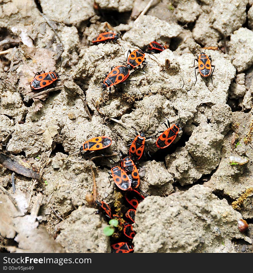 Small red bugs warms up together