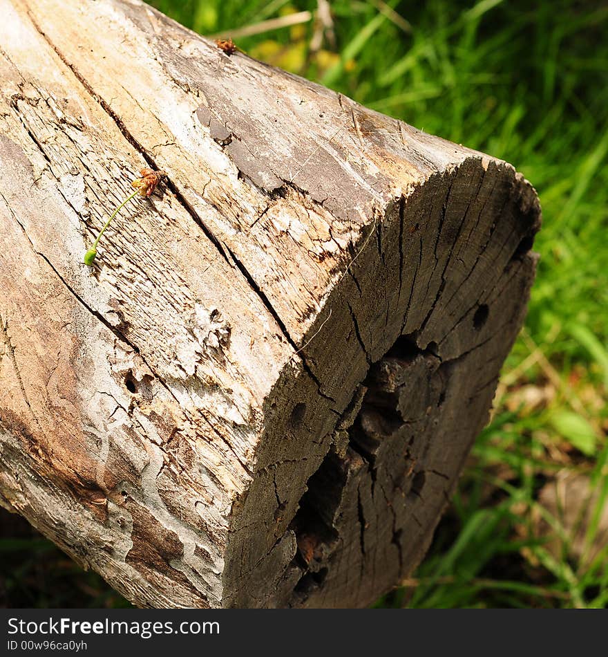 A view with a tree trunks