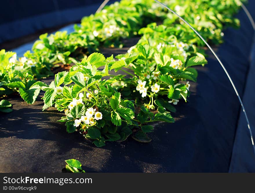 Blossoming strawberry bed close-up