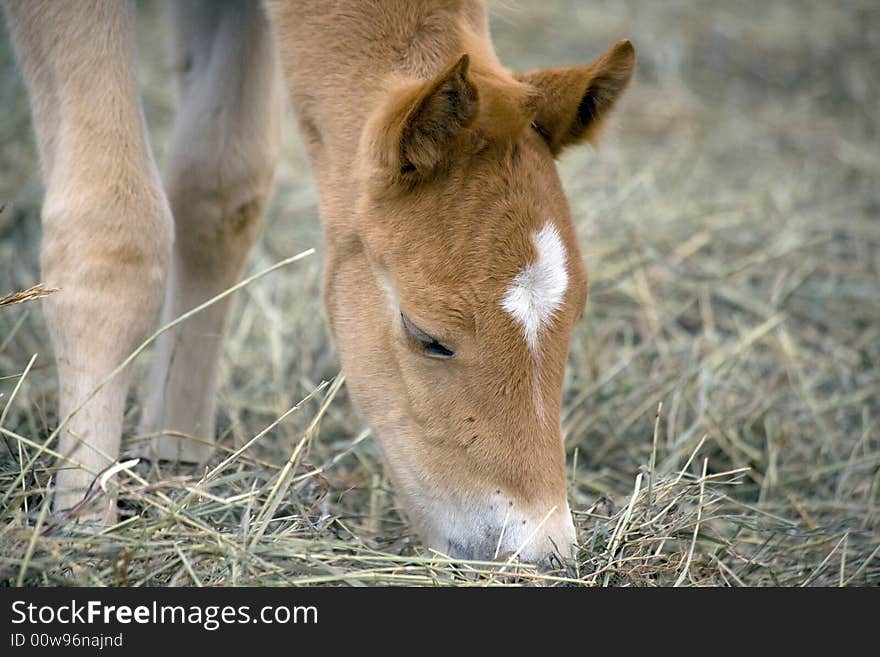 Quarter horse foal eating green hay. Quarter horse foal eating green hay