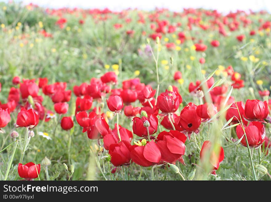 Red flowers