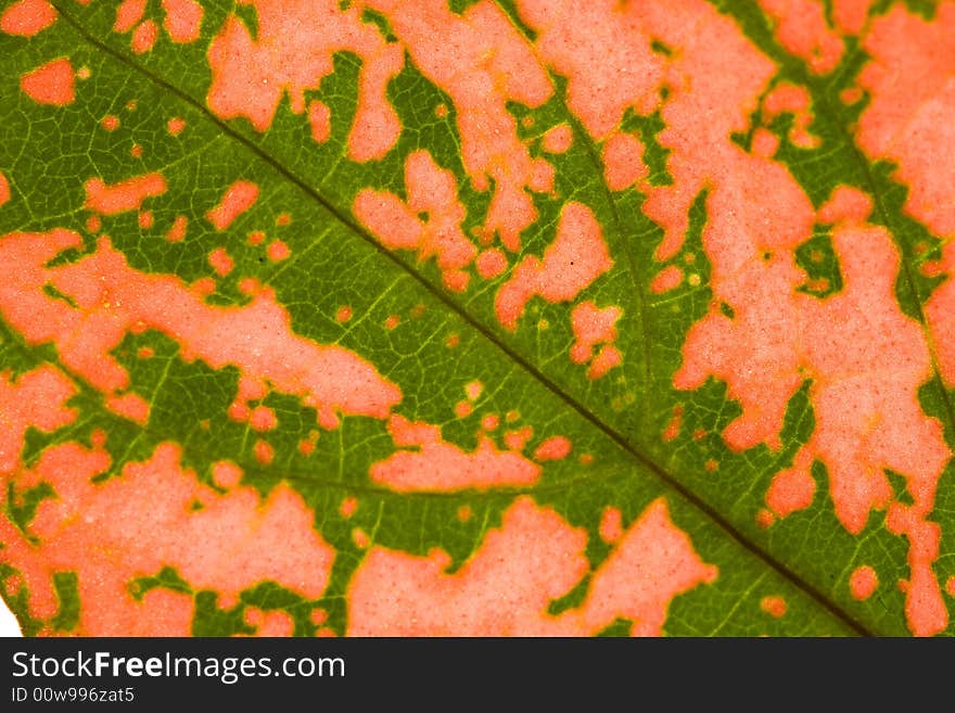 Close-up of green-red leaf. Abstract background. Close-up of green-red leaf. Abstract background.